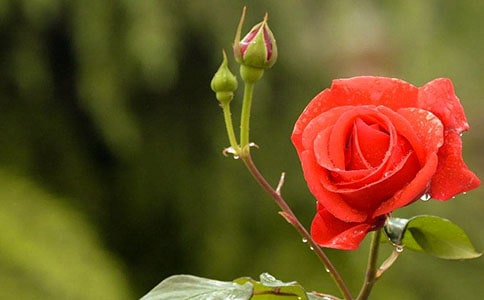 ���}�顰��ܰ���¼�,�ж���ĸ�ۡ���Ӱ�ǻ�Ӳ߄�����