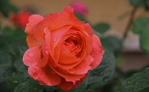 �¼�ͯԒ����600��