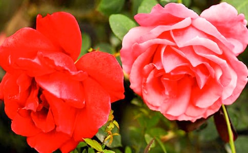 月季花觀察日記11篇