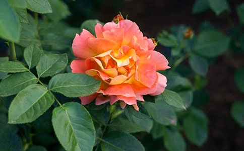 ͨ�������¼����ľ���23�l