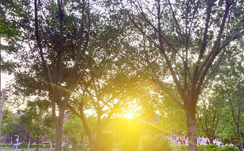 �����á��簲������Ӷ����\��41��