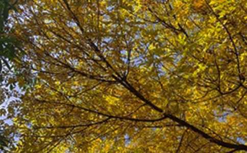 ��־�簲���Z�R�������x125�䣩