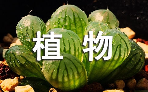 植物組織培養(yǎng)實習(xí)心得