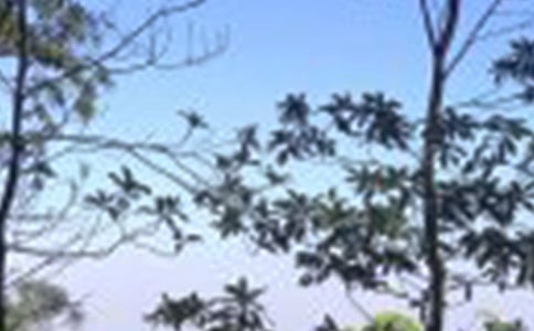 �茑����ľ���ժ�