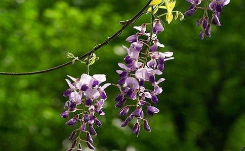 水墨之韻紫藤花教案