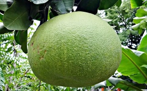 中班美術(shù)活動(dòng):桔子和柚子