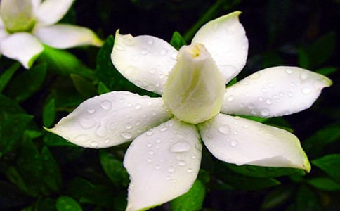 �P�ڗd�ӻ���Ψ��Ԋ��