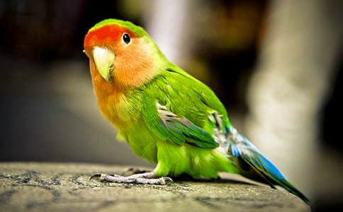 ���W�^����ԭ�ķ��g���p��