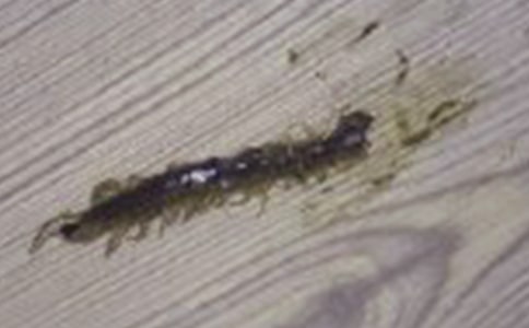 追求改革創(chuàng)新的蜈蚣寓言故事