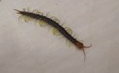 蜈蚣競走大班體育教案