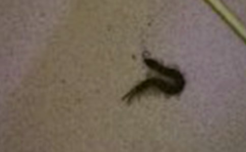 ���C�ϻ��(d��ng)���������·��