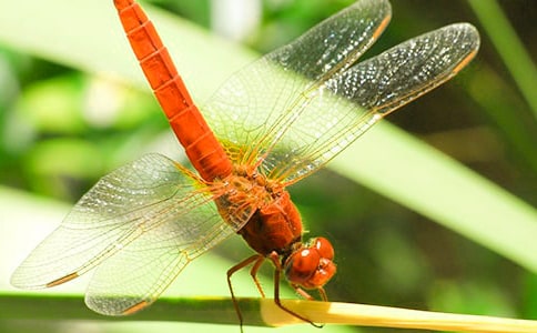 �t���у�(y��u)��̌W�OӋ