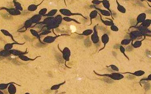 ������Ⱥ��С��򽡷�̌W(xu��)�O(sh��)Ӌ