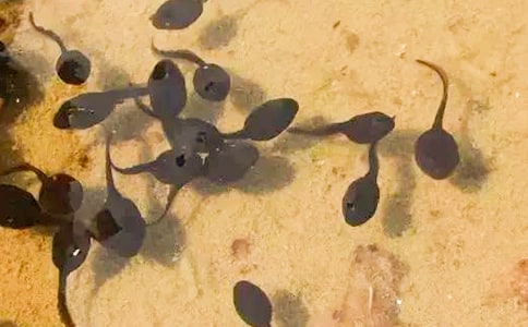 ��С����ҋ������Ľ̰�