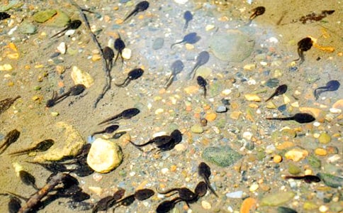 ����ǰ��һֻС��򽡷�x���