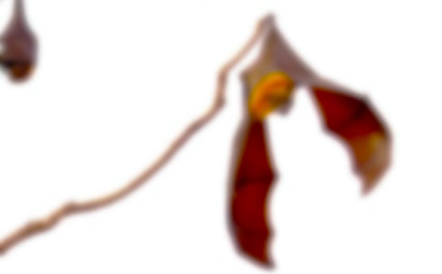 ����������_���n�Ľ̌W�OӋ