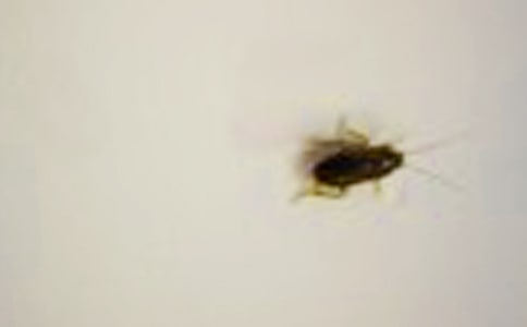 �����˵�С�W���ķ���