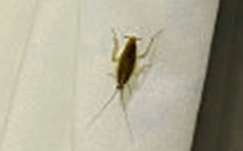 蟑螂作文400字三篇